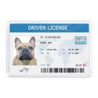 Собачьи права