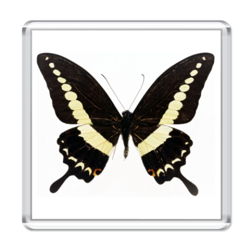 Магнит с принтом Бабочка