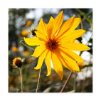 Солнечный цветок