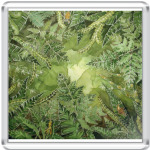 Папоротник