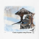 Сойка на  кормушке