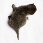 Котенок карабкается по спине