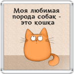 Обожатель кошек