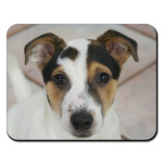 Джек рассел