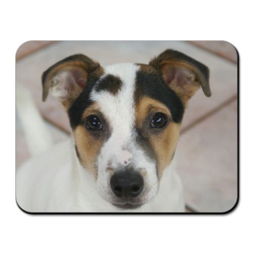 Коврик для мыши с принтом Джек рассел