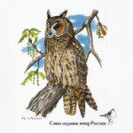 Ушастая сова