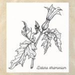 Datura stramonium