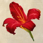 Лилия