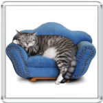 Кот на софе