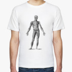 Схема анатомического строения человека