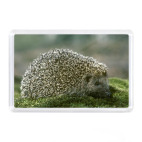 Ежик во мху