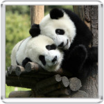 Панды