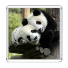 Панды