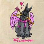 Шнауцер Купидон