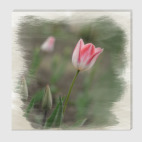 Апрельский тюльпан