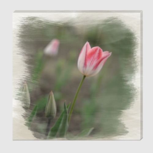 Холст Апрельский тюльпан