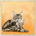 Кот мейн-кун