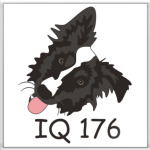 бордер колли