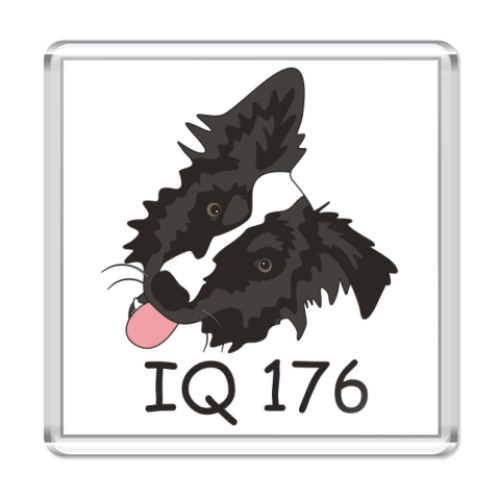 Магнит бордер колли