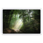 Утро в лесу