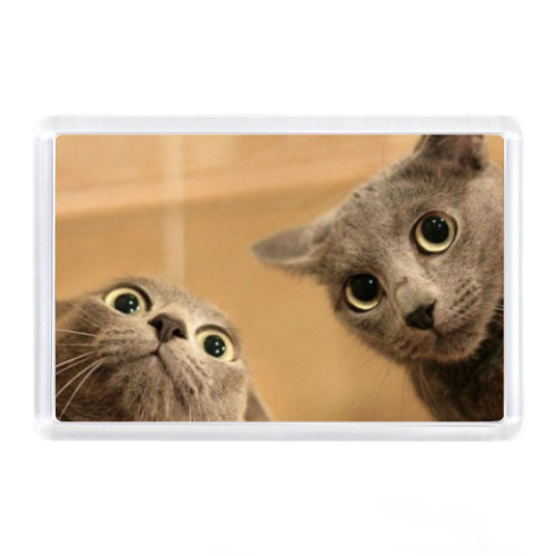 Магнит Коты