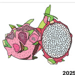 SUMMER FRUIT  Dragon Fruit