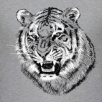 Тигр