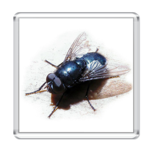 Магнит Муха