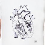 Строение сердца