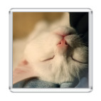 Котенок