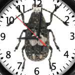 Жук ложнослоник