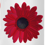 Красная Гербера