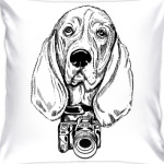 Собака - Бассет хаунд