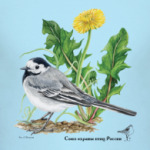 Белая трясогузка и одуванчик