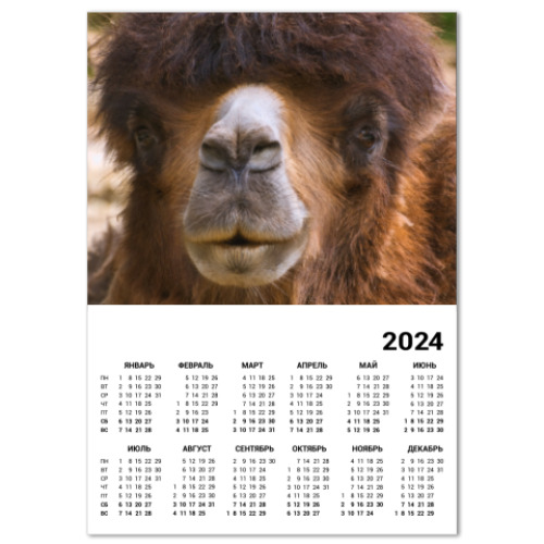 Календарь Верблюд