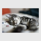 Без кота и жизнь не та