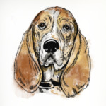 Собака - Бассет хаунд