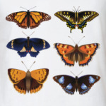 Бабочки