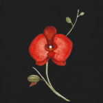 Цветок орхидея