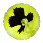 Весеннее настроение