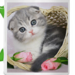 Кот в корзине
