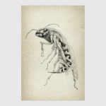 Wasp