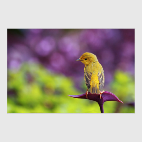 Постер с принтом Необыкновенные птицы