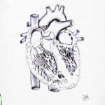 Строение сердца