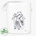 Строение сердца