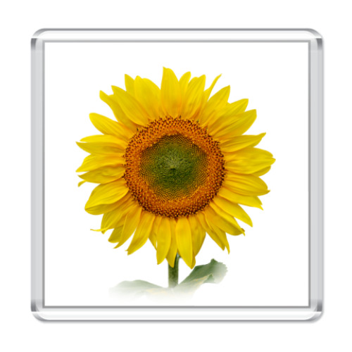 Магнит с принтом Подсолнух