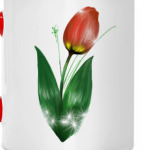 Тюльпан