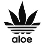  aloe