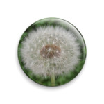 'Одуванчик'