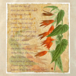 Бегония в стиле Vintage